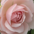 Różowy  - Angielska róża - Auswith
